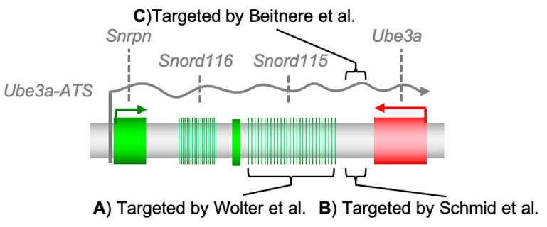 Targeting ADN